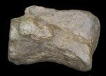 Edmontosaurus Phalange (Toe Bone) - long #30484-1